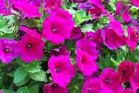 Cascadias™ Petunia Burgundy -- New from Danziger “Dan” Flower Farm Spring Trials 2016: the Cascadias™ Petunia 'Burgundy' featuring a dense mass of fuchsia-purple to neon-pinkish-purple flowers on nicely contrasting light-green leaves with a mounding habit.