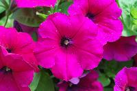Cascadias™ Petunia Burgundy -- New from Danziger “Dan” Flower Farm Spring Trials 2016: the Cascadias™ Petunia 'Burgundy' featuring a dense mass of fuchsia-purple to neon-pinkish-purple flowers on nicely contrasting light-green leaves with a mounding habit.