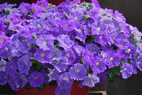  Petunia Classic Blue Ray™ -- New from Danziger “Dan” Flower Farm Spring Trials 2016: the Petunia 'Classic Blue Ray™' featuring a dense mass of light violet-blue flowers with white centers on nicely contrasting light-green leaves with a mounding habit.