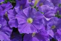  Petunia Classic Blue Ray™ -- New from Danziger “Dan” Flower Farm Spring Trials 2016: the Petunia 'Classic Blue Ray™' featuring a dense mass of light violet-blue flowers with white centers on nicely contrasting light-green leaves with a mounding habit.