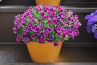 Littletunia® Petunia Bicolor Bliss -- New from Danziger “Dan” Flower Farm Spring Trials 2016: the Littletunia® Petunia 'Bicolor Bliss' featuring an abundance of violet to pink-violet with white-star-centered flowers on nicely contrasting light-green leaves with a mounding habit.