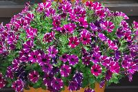 Littletunia® Petunia Bicolor Bliss -- New from Danziger “Dan” Flower Farm Spring Trials 2016: the Littletunia® Petunia 'Bicolor Bliss' featuring an abundance of violet to pink-violet with white-star-centered flowers on nicely contrasting light-green leaves with a mounding habit.