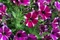 Littletunia® Petunia Bicolor Bliss -- New from Danziger “Dan” Flower Farm Spring Trials 2016: the Littletunia® Petunia 'Bicolor Bliss' featuring an abundance of violet to pink-violet with white-star-centered flowers on nicely contrasting light-green leaves with a mounding habit.