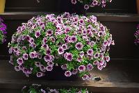 Littletunia® Petunia Pink Splash -- New from Danziger “Dan” Flower Farm Spring Trials 2016: the Littletunia® Petunia 'Pink Splash' featuring an abundance of light violet to light-pink-violet with white-star-centered flowers with large deep pink-violet to burgundy-violet center flutes on nicely contrasting light-green leaves with a mounding habit.