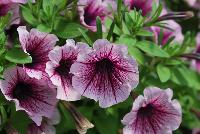 Littletunia® Petunia Pink Splash -- New from Danziger “Dan” Flower Farm Spring Trials 2016: the Littletunia® Petunia 'Pink Splash' featuring an abundance of light violet to light-pink-violet with white-star-centered flowers with large deep pink-violet to burgundy-violet center flutes on nicely contrasting light-green leaves with a mounding habit.