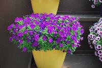 Littletunia® Petunia Violet -- New from Danziger “Dan” Flower Farm Spring Trials 2016: the Littletunia® Petunia 'Violet' featuring an abundance of bright violet flowers with smaller white-yellow centers on nicely contrasting light-green leaves with a mounding habit.