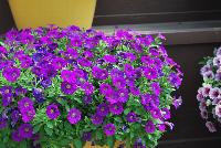 Littletunia® Petunia Violet -- New from Danziger “Dan” Flower Farm Spring Trials 2016: the Littletunia® Petunia 'Violet' featuring an abundance of bright violet flowers with smaller white-yellow centers on nicely contrasting light-green leaves with a mounding habit.