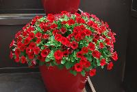 Littletunia® Petunia Red Fire -- New from Danziger “Dan” Flower Farm Spring Trials 2016: the Littletunia® Petunia 'Red Fire' featuring an abundance of bright red flowers with smaller dark-red centers on nicely contrasting medium-green leaves with a mounding habit.