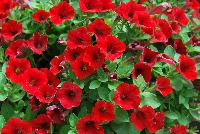 Littletunia® Petunia Red Fire -- New from Danziger “Dan” Flower Farm Spring Trials 2016: the Littletunia® Petunia 'Red Fire' featuring an abundance of bright red flowers with smaller dark-red centers on nicely contrasting medium-green leaves with a mounding habit.