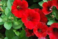 Littletunia® Petunia Red Fire -- New from Danziger “Dan” Flower Farm Spring Trials 2016: the Littletunia® Petunia 'Red Fire' featuring an abundance of bright red flowers with smaller dark-red centers on nicely contrasting medium-green leaves with a mounding habit.
