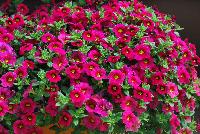  Calibrachoa Happy Pink™ -- New from Danziger “Dan” Flower Farm Spring Trials 2016: the Calibrachoa 'Happy Pink™' featuring an abundance of bright neon-pink flowers with smaller yellow centers on nicely contrasting medium-green leaves with a mounding habit.