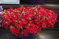 Noa® Calibrachoa Raspberry -- New from Danziger “Dan” Flower Farm Spring Trials 2016: the Noa® Calibrachoa 'Raspberry™' featuring an abundance of bright raspberry-red flowers with smaller yellow centers on nicely contrasting medium-green leaves with a mounding habit.