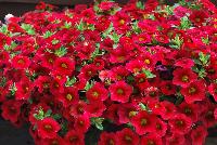 Noa® Calibrachoa Raspberry -- New from Danziger “Dan” Flower Farm Spring Trials 2016: the Noa® Calibrachoa 'Raspberry™' featuring an abundance of bright raspberry-red flowers with smaller yellow centers on nicely contrasting medium-green leaves with a mounding habit.