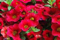 Noa® Calibrachoa Raspberry -- New from Danziger “Dan” Flower Farm Spring Trials 2016: the Noa® Calibrachoa 'Raspberry™' featuring an abundance of bright raspberry-red flowers with smaller yellow centers on nicely contrasting medium-green leaves with a mounding habit.