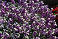  Lobularia Deep Lavender Stream™ -- New from Danziger “Dan” Flower Farm Spring Trials 2016: the Stream™ Lobularia 'Deep Lavender' featuring an abundance of white to light- and medium-purple lavender flower clusters with a full and vigorous mounding habit.