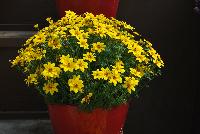  Bidens Mega Charm™ -- New from Danziger “Dan” Flower Farm Spring Trials 2016: the Bidens 'Mega Charm™' featuring bold and bright yellow flowers sitting atop dark-green stems and leaves with an upright, round habit.