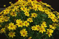  Bidens Mega Charm™ -- New from Danziger “Dan” Flower Farm Spring Trials 2016: the Bidens 'Mega Charm™' featuring bold and bright yellow flowers sitting atop dark-green stems and leaves with an upright, round habit.