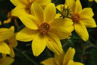  Bidens Mega Charm™ -- New from Danziger “Dan” Flower Farm Spring Trials 2016: the Bidens 'Mega Charm™' featuring bold and bright yellow flowers sitting atop dark-green stems and leaves with an upright, round habit.