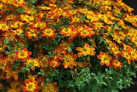 Blazing™ Bidens Glory -- New from Danziger “Dan” Flower Farm Spring Trials 2016: the Blazing™ Bidens 'Glory' featuring a bold and unique presentation of dark red-orange flowers with a prominent yellow center sitting atop dark-green stems and leaves with an upright, round habit.