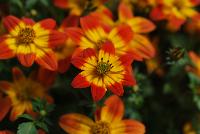 Blazing™ Bidens Glory -- New from Danziger “Dan” Flower Farm Spring Trials 2016: the Blazing™ Bidens 'Glory' featuring a bold and unique presentation of dark red-orange flowers with a prominent yellow center sitting atop dark-green stems and leaves with an upright, round habit.