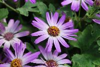 Primavera™ Pericallis Lavender -- New from Danziger “Dan” Flower Farm Spring Trials 2016: the Primavera™ Pericallis 'Lavender' featuring a mass of delicate-looking lavender light-violet flowers with prominent white middles and yellow centers sitting atop dark-green serrated leaves with an upright, round habit.