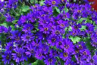 Primavera™ Pericallis Navy Blue -- New from Danziger “Dan” Flower Farm Spring Trials 2016: the Primavera™ Pericallis 'Navy Blue' featuring a mass of  vibrant blue-violet to navy-blue flowers with yellow centers sitting atop dark-green serrated leaves with an upright, round habit.
