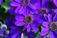Primavera™ Pericallis Navy Blue -- New from Danziger “Dan” Flower Farm Spring Trials 2016: the Primavera™ Pericallis 'Navy Blue' featuring a mass of  vibrant blue-violet to navy-blue flowers with yellow centers sitting atop dark-green serrated leaves with an upright, round habit.