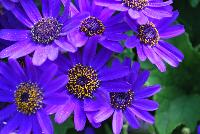 Primavera™ Pericallis Navy Blue -- New from Danziger “Dan” Flower Farm Spring Trials 2016: the Primavera™ Pericallis 'Navy Blue' featuring a mass of  vibrant blue-violet to navy-blue flowers with yellow centers sitting atop dark-green serrated leaves with an upright, round habit.