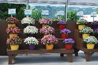   -- On display at Danziger “Dan” Flower Farm Spring Trials 2016: well over fifty new introductions featuring extensions of existing series, new series, and completely new specimens.  A stunning sea of color, here, Argyranthemum and Ageratum.