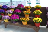   -- On display at Danziger “Dan” Flower Farm Spring Trials 2016: well over fifty new introductions featuring extensions of existing series, new series, and completely new specimens.  A stunning sea of color, here, Bidens and Pericallis.