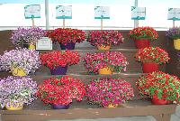   -- On display at Danziger “Dan” Flower Farm Spring Trials 2016: well over fifty new introductions featuring extensions of existing series, new series, and completely new specimens.  A stunning sea of color, here, Lobularia, Calibrachoa and Petunia.