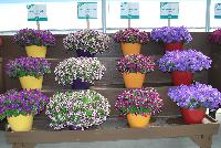   -- On display at Danziger “Dan” Flower Farm Spring Trials 2016: well over fifty new introductions featuring extensions of existing series, new series, and completely new specimens.  A stunning sea of color, here, several new varieties of Petunia.