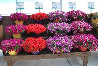   -- On display at Danziger “Dan” Flower Farm Spring Trials 2016: well over fifty new introductions featuring extensions of existing series, new series, and completely new specimens.  A stunning sea of color, here, several new Cascadias™ Petunias.