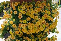 Cascadias™ Petunia Indian Summer -- New from Danziger “Dan” Flower Farm Spring Trials 2016: the Cascadias™ Petunia 'Indian Summer' featuring a dense mass of yellow – with subtle hints of orange -- flowers on nicely contrasting light-green leaves with a mounding habit.