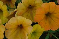 Cascadias™ Petunia Indian Summer -- New from Danziger “Dan” Flower Farm Spring Trials 2016: the Cascadias™ Petunia 'Indian Summer' featuring a dense mass of yellow – with subtle hints of orange -- flowers on nicely contrasting light-green leaves with a mounding habit.