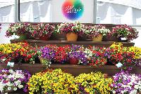 Mixis® COMBO  -- On display at Danziger “Dan” Flower Farm Spring Trials 2016: A full compliment of Mixis® combination ideas and mixes.  Maximize Your Choices!