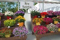   -- On display at Danziger “Dan” Flower Farm Spring Trials 2016: well over fifty new introductions featuring extensions of existing series, new series, and completely new specimens.  A stunning sea of color.