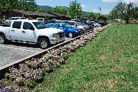   -- On display outside at Danziger “Dan” Flower Farm Spring Trials 2016: several  Nemesia being showcased in the nice California weather.