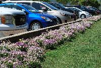   -- On display outside at Danziger “Dan” Flower Farm Spring Trials 2016: several  Nemesia being showcased in the nice California weather.