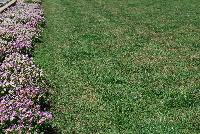   -- On display outside at Danziger “Dan” Flower Farm Spring Trials 2016: several  Nemesia being showcased in the nice California weather.