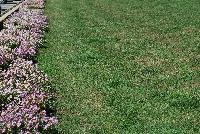   -- On display outside at Danziger “Dan” Flower Farm Spring Trials 2016: several  Nemesia being showcased in the nice California weather.