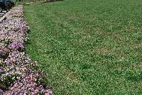   -- On display outside at Danziger “Dan” Flower Farm Spring Trials 2016: several  Nemesia being showcased in the nice California weather.