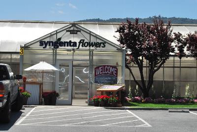Welcome to Syngenta Flowers Spring Trials 2016: Featuring many leading series of great plant specimens and the technical and marketing support to ensure success.