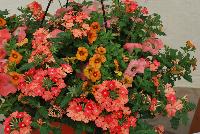Kwik Kombos™ COMBO Color My Sunset™ Mix -- From Syngenta Flowers Spring Trials 2016: the Kwik Kombos™ Combination 'Color My Sunset™ Mix'a brilliant show of orange hues filling a hanging basket nicely.  Performance All Season.