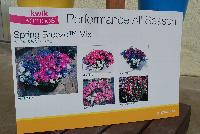 Kwik Kombos™ COMBO Spring Breeze™ Mix -- From Syngenta Flowers Spring Trials 2016: the Kwik Kombos™ Combination 'Spring Breeze™ Mix' featuring blue, white and pink varieties filling a patio container over the entire season with an abundance of changing color emphasis and interest.  Performance All Season..  Showing Weeks 13 to 37 in Gilroy, CA.