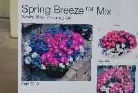 Kwik Kombos™ COMBO Spring Breeze™ Mix -- From Syngenta Flowers Spring Trials 2016: the Kwik Kombos™ Combination 'Spring Breeze™ Mix' featuring blue, white and pink varieties filling a patio container over the entire season with an abundance of changing color emphasis and interest.  Performance All Season..  Showing Weeks 13 to 37 in Gilroy, CA.