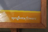   -- From Syngenta Flowers Spring Trials 2016.