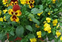 Seedsations™ COMBO Autumn's Calling Mix -- From Syngenta Flowers Spring Trials 2016: Seedsations™ Combination 'Autumn's Calling Mix' featuring premium Wonderfall™ Pansy 'Yellow with Red Wing' and Endurio® Viola 'Pure Yellow'
