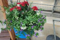  COMBO American Stripes Mix -- From Syngenta Flowers Spring Trials 2016: a Vegetative Combination 'American Stripes Mix' featuring Starcluster™ Pentas 'Red Improved', Clarita™ Angelonia 'Cascade White' and Bombay® Scaevola 'Dark Blue'.  Performance All Season.