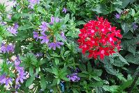  COMBO American Stripes Mix -- From Syngenta Flowers Spring Trials 2016: a Vegetative Combination 'American Stripes Mix' featuring Starcluster™ Pentas 'Red Improved', Clarita™ Angelonia 'Cascade White' and Bombay® Scaevola 'Dark Blue'.  Performance All Season.